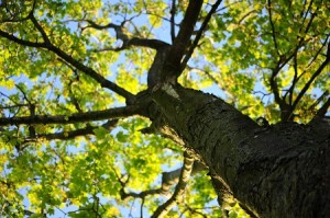 Medžių energetika ir pagalba